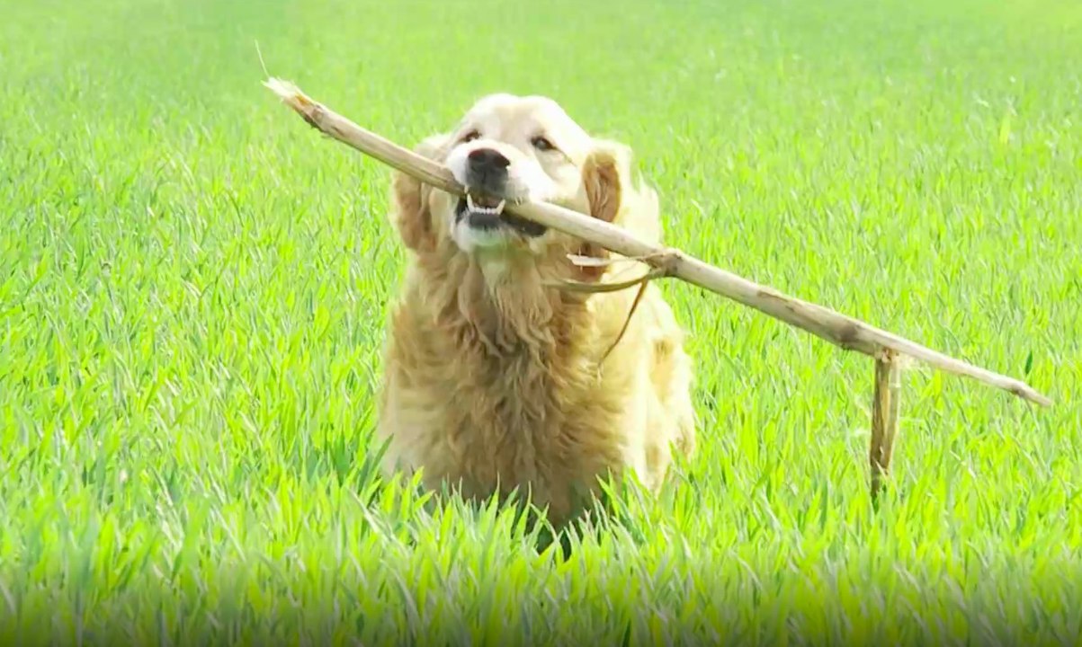 Welche Hunde Passen Zu Welchem Sternzeichen