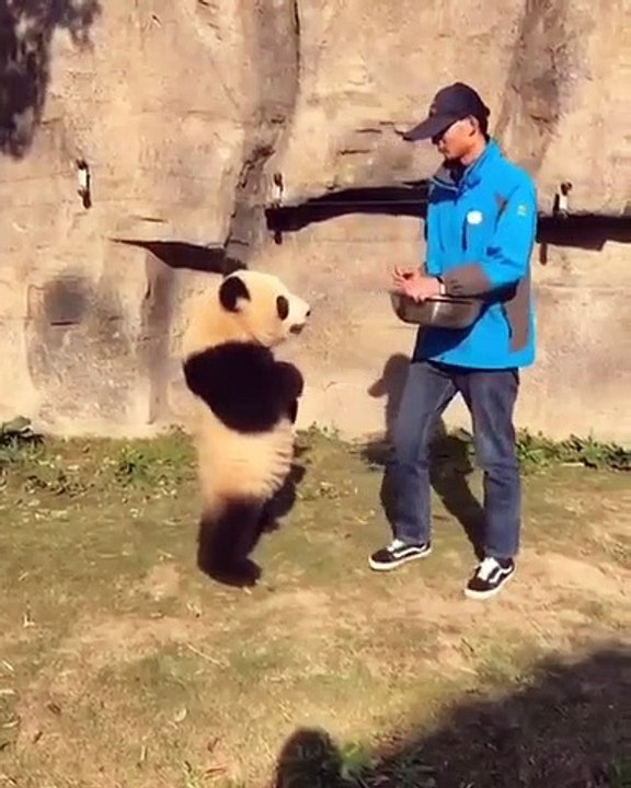Un bébé panda super mignon ne peut pas s’arrêter de manger. Adorable !