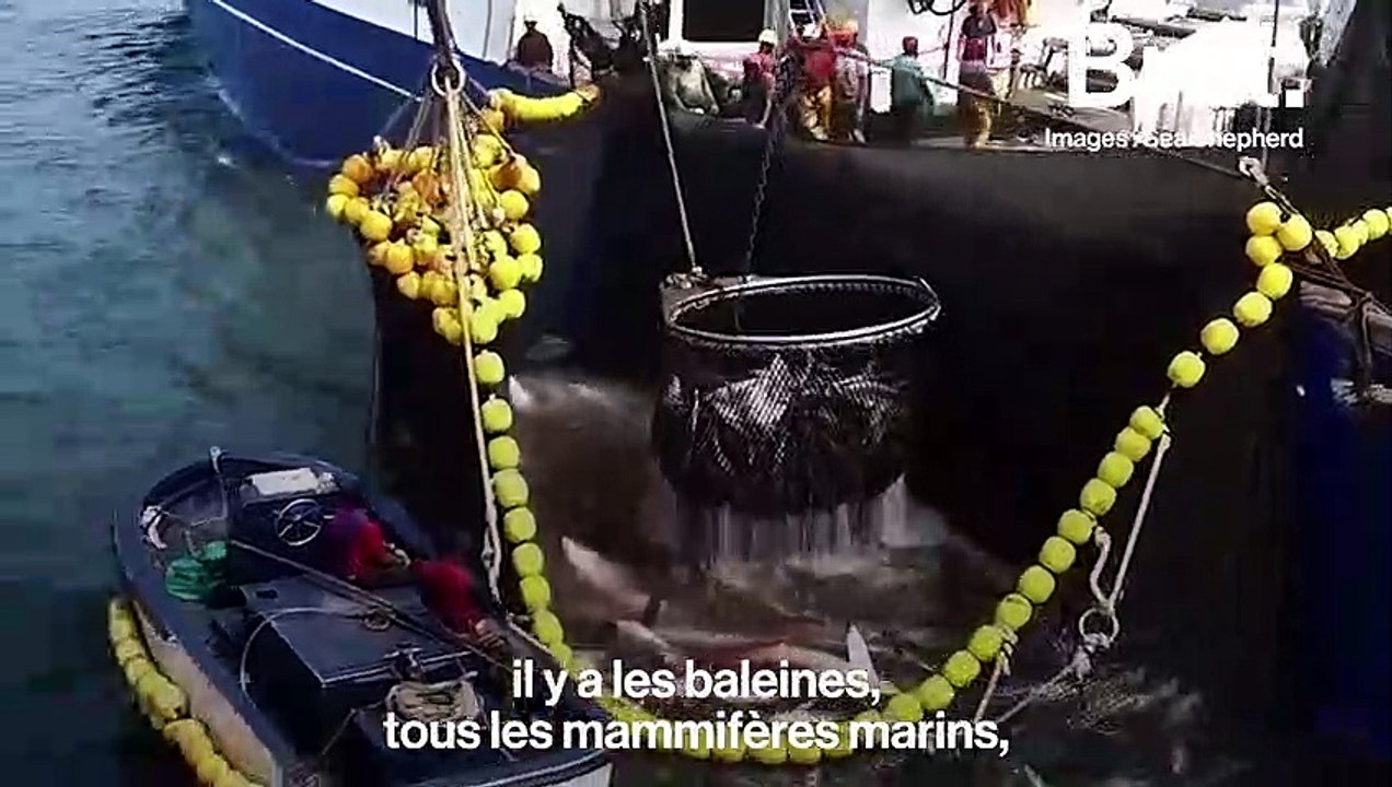 Interview Guillaume Néry : le cri de détresse des océans