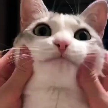 La réaction de ce chat quand on lui caresse le visage est à mourir de rire !
