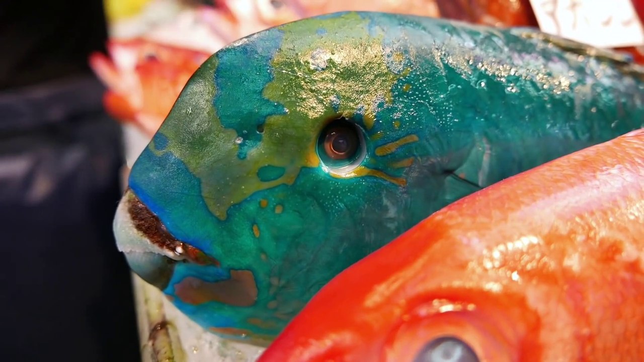 Japan Street Food 2019 - GIANT HUMPHEAD PARROTFISH Sashimi Okinawa Japanese