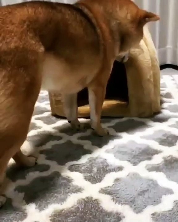 Ce qui va arriver à ce chien est renversant. Regardez !