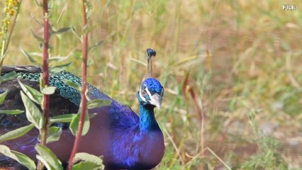Peacock Panic! UK Town ‘Terrorized’ By Escaped Peacock