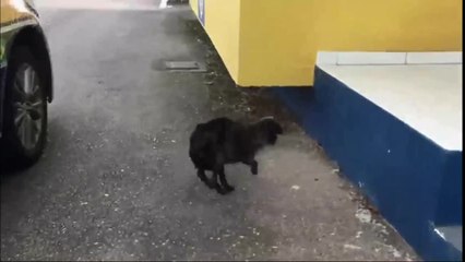 Cachorrinha 'Recruta' procura um novo lar