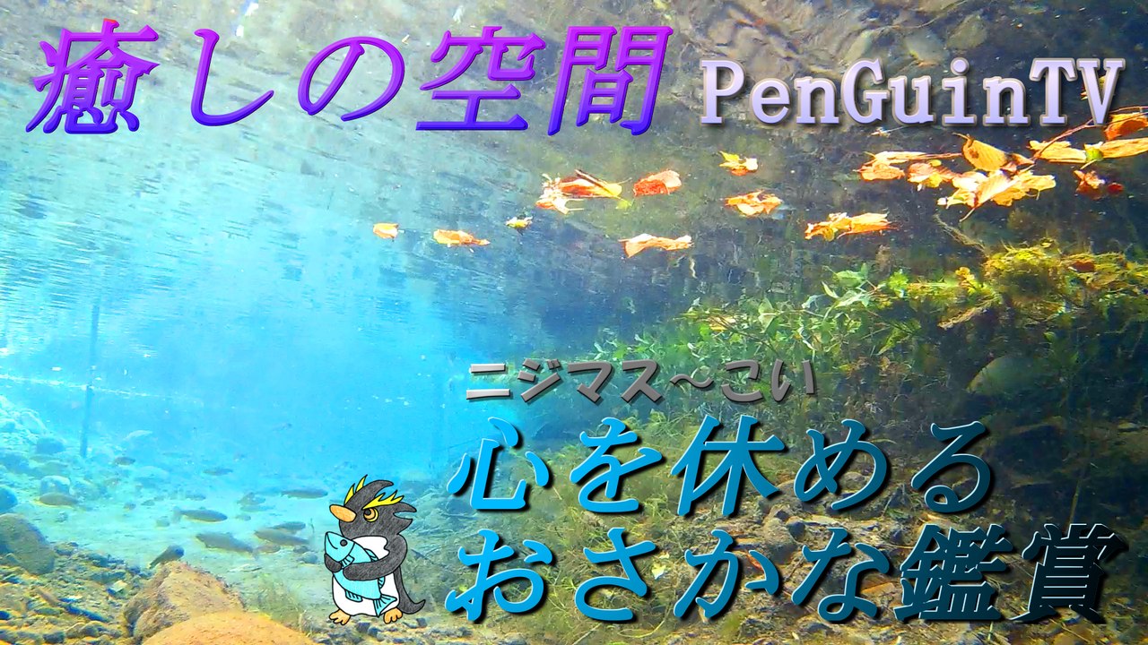 おさかな鑑賞　癒し　Fish Appreciation Healing
