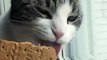 Qui a dit que les chats n'aimaient pas les cookies ? Celui-ci en raffole. Regardez !