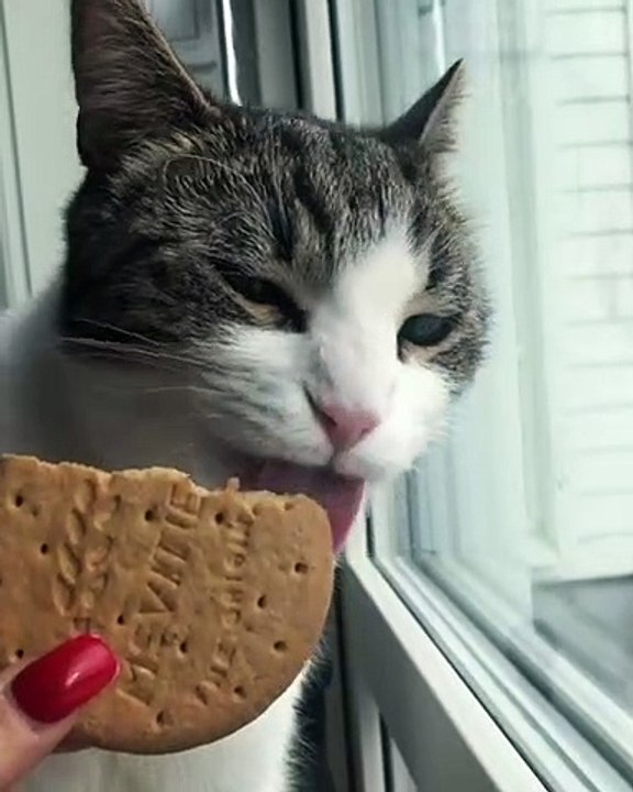 Qui a dit que les chats n'aimaient pas les cookies ? Celui-ci en raffole. Regardez !