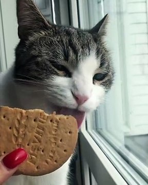Qui a dit que les chats n'aimaient pas les cookies ? Celui-ci en raffole. Regardez !