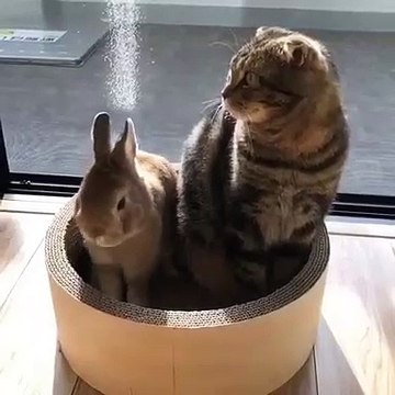 Ceci est la preuve que les chats peuvent cohabiter avec les lapins. Adorable !