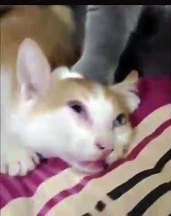 Quand un chat est jaloux du nouveau chaton. Trop marrant !