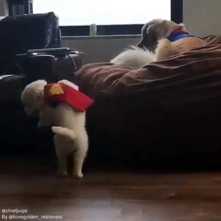 Ce splendide chiot super héro va vous faire sourire !