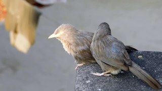 two beautiful romantic bird spend there quality time with each other