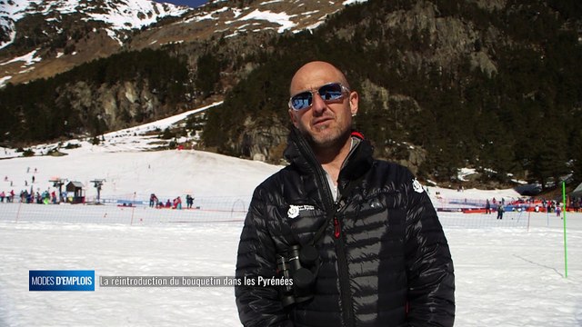 Modes d'emplois - La réintroduction du bouquetin dans les Pyrénées