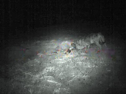 Loup : attaque de brebis à Llo