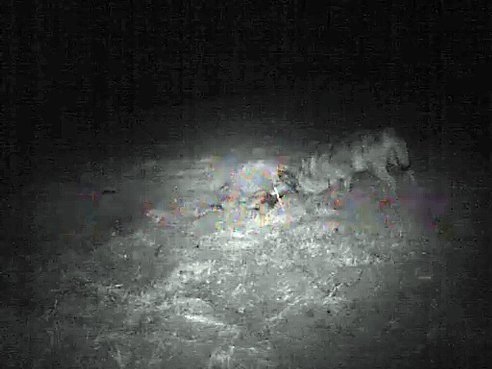 Loup : attaque de brebis à Llo