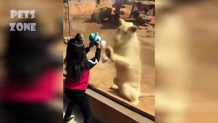 Cutest and funniest cats and kittens - Too sweet!