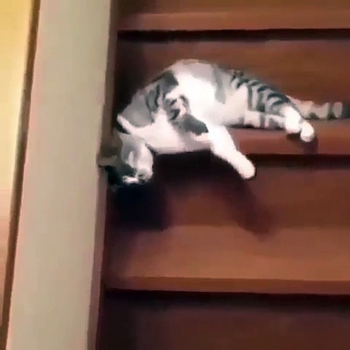 Voici le chat le plus paresseux du monde ! Hilarant !