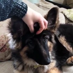 Lorsqu'une chienne adore se faire gratter la fourrure. Sa réaction est cute !