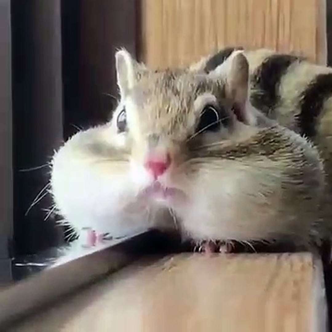 Un Petit Ecureuil Trop Mignon Qui A De Grosses Joues Admirez Video Dailymotion