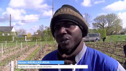 Réfugiés, ils apprennent les métiers de la vigne