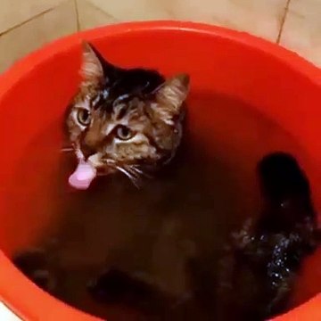 Ce chat adore prendre sa douche dans une baignoire . Trop drôle !
