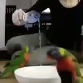 Ces oiseaux font une danse très bizarre autour de l'eau. Regardez !