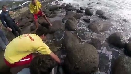 Sauvetage d'un bébé grand requin blanc (Afrique du Sud)