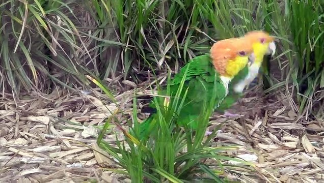 Animaux du Zoo du Parc de la Tête d'Or à Lyon