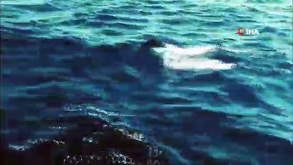 MSB’den denizdeki canlılarla dostluğun ispatı