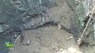 Des villageois sauvent un chat sauvage tombé dans un puits