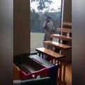 Un gros kangourou veut rentrer dans une maison par la vitre !