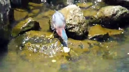 La technique de pêche de ce héron est incroyable... Pêche au pain