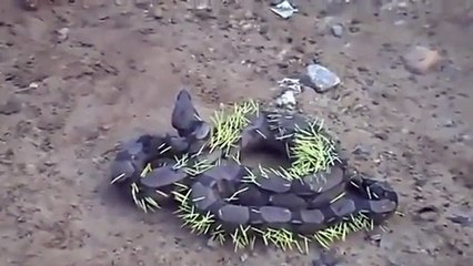 Ce serpent a fait l'erreur de s'en prendre à un porc-épic