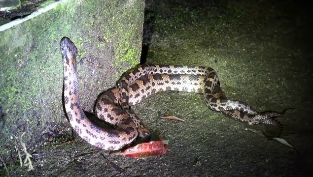 2 serpents en plein accouplement : impressionnant