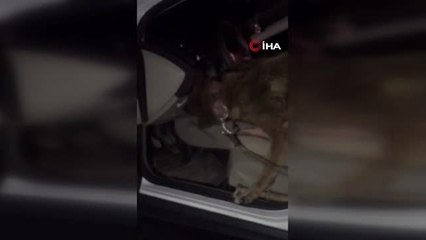 Zehir Tacirleri Narkotik Köpeğinden Kaçamadı