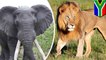 Rhino poacher trampled by elephant, eaten by lions