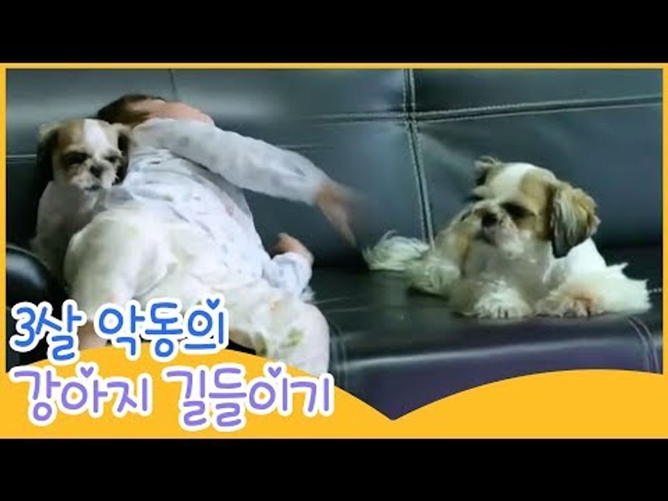 3살 악동의 강아지 길들이기 [땡큐 베이비 독] 1회