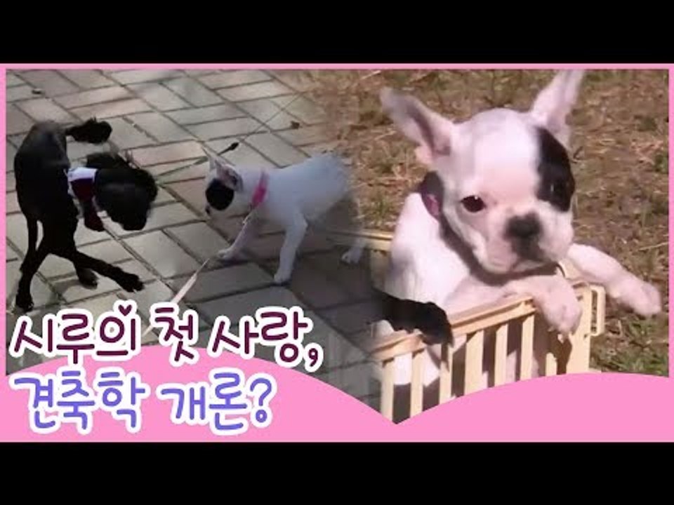 시루의 첫 사랑? 견(犬)축학 개론! [땡큐 베이비 독] 4회