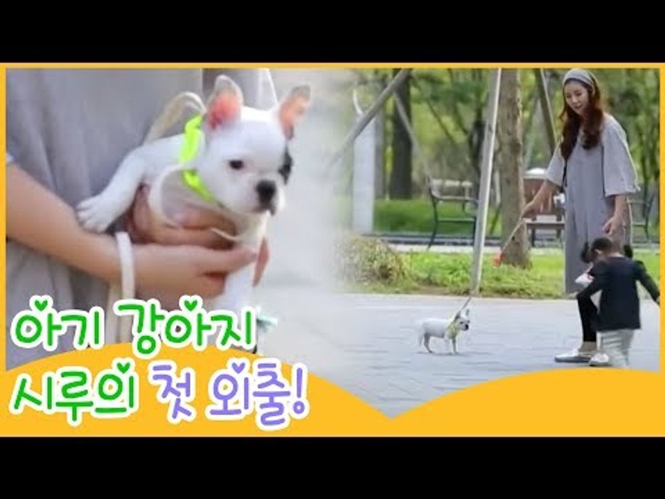 아기 강아지 시루의 첫 외출! [땡큐 베이비 독] 3회