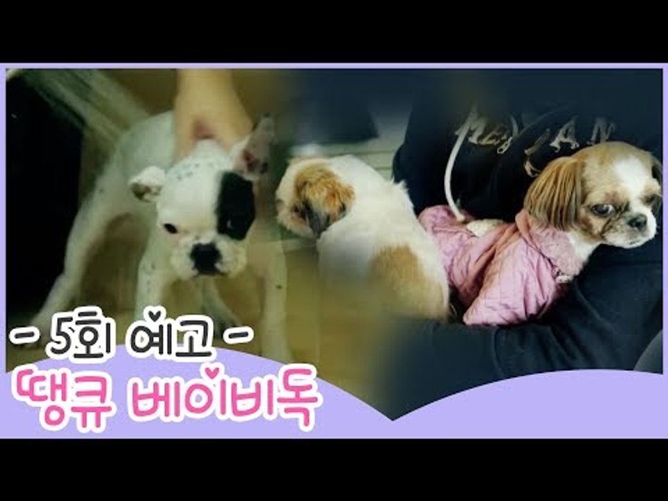 [5회 예고] 땡큐 베이비 독, 생후 3개월 시루, 생애 첫 목욕하다!