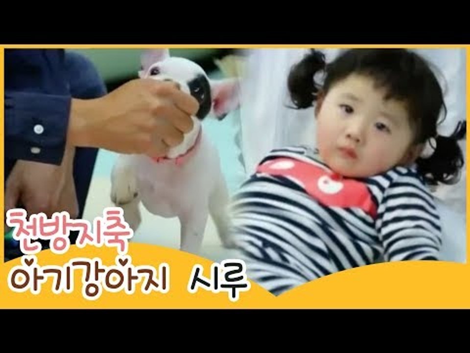 천방지축 아기 강아지 시루 [땡큐 베이비 독] 3회