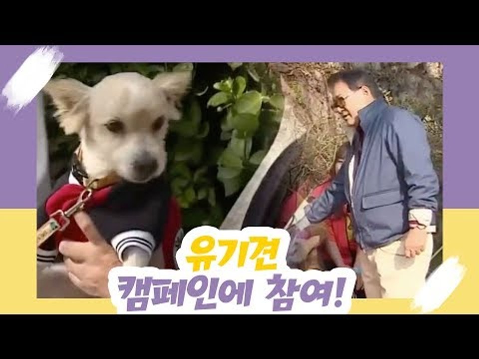 유기견 캠페인에 참여한 노주현 [오 마이 펫] 6회