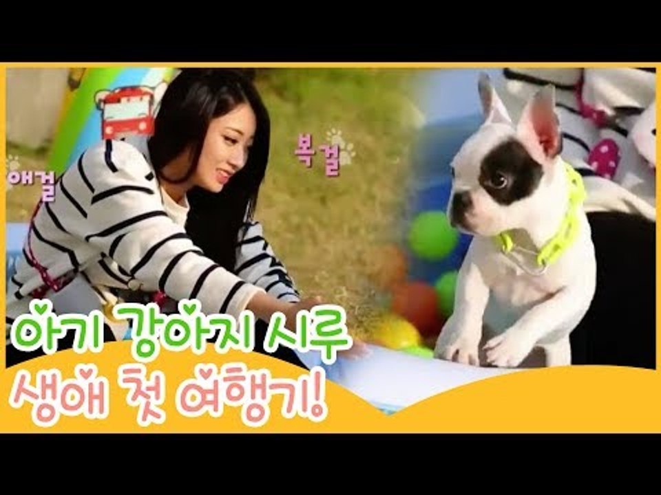 아기 강아지 시루, 생애 첫 여행기 [땡큐 베이비 독] 6회