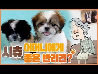 혼자 계신 어머니께 시츄는 좋은 반려견? [펫 닥터스] 6회