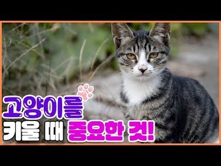고양이를 키울 때 이것만은 꼭! [펫 닥터스] 5회