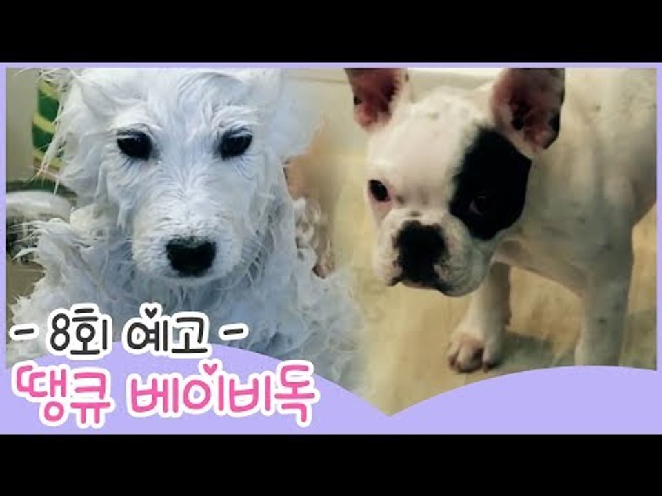 [8회 예고] 땡큐 베이비 독, 사모예드 뭉치의 생애 첫 목욕 이야기