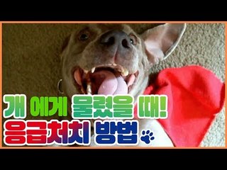 개에게 물렸을 때 응급처치법은? [펫 닥터스] 8회