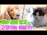 개는 금방 잊고, 고양이는 뒤끝 있다? [펫 닥터스] 7회