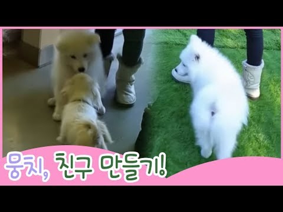 뭉치의 친구 만들기 [땡큐 베이비 독] 9회