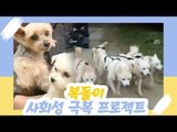 복돌이 사회성 극복 프로젝트 끝판왕! [오 마이 펫] 8회